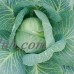 Cabbage Seeds - Late Flat Dutch - 5 Lb - Non-GMO, Heirloom - Microgreens, Vegetable Garden   565432888